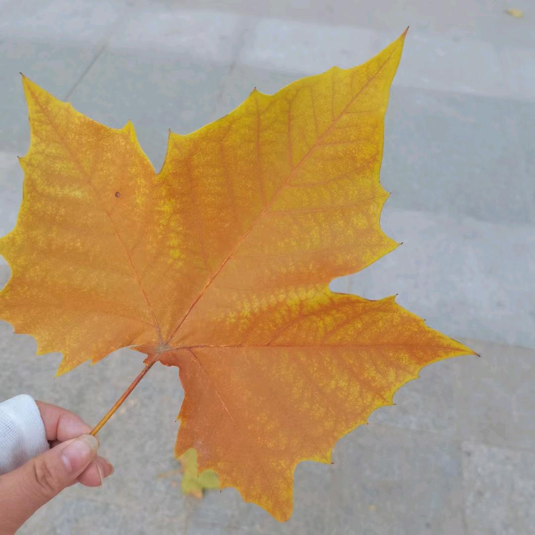 听风说