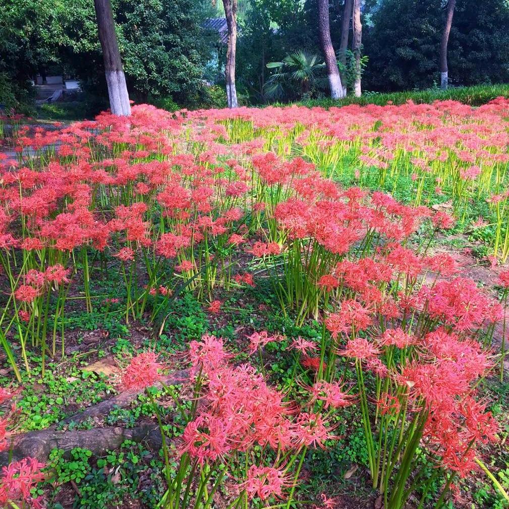 开心快乐小老头、