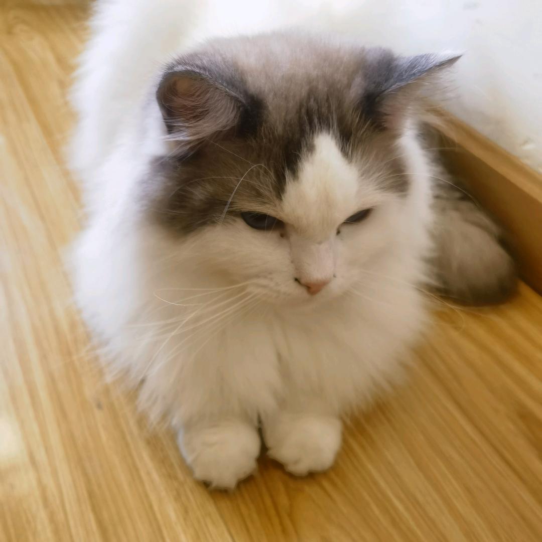 元宵是只小懒猫🐱