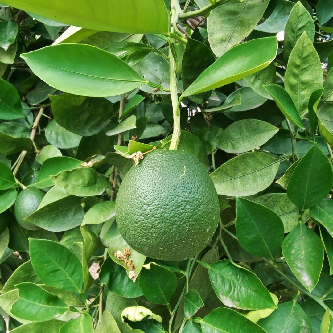 鲨凋