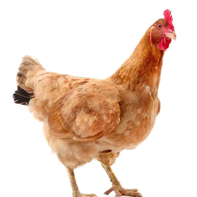 白榆