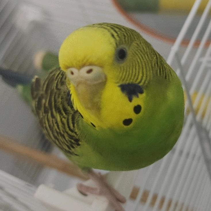 哈基米南方绿豆