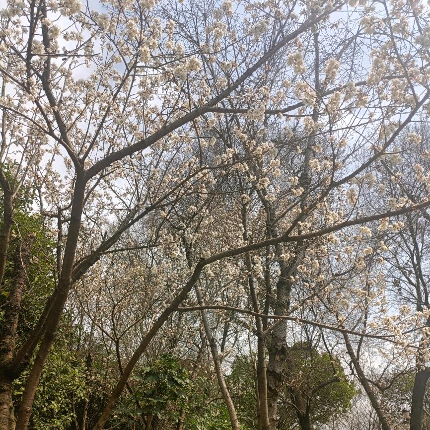 叶雯妤