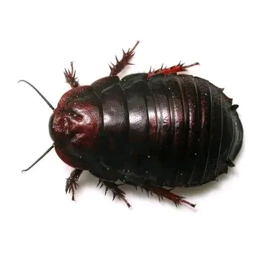 争当第一好学生