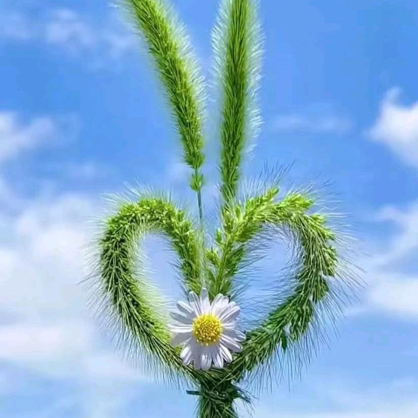 ᥫᩣ  小毛哥哥