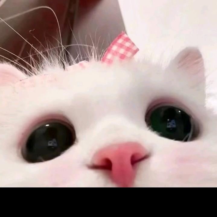 舔狗