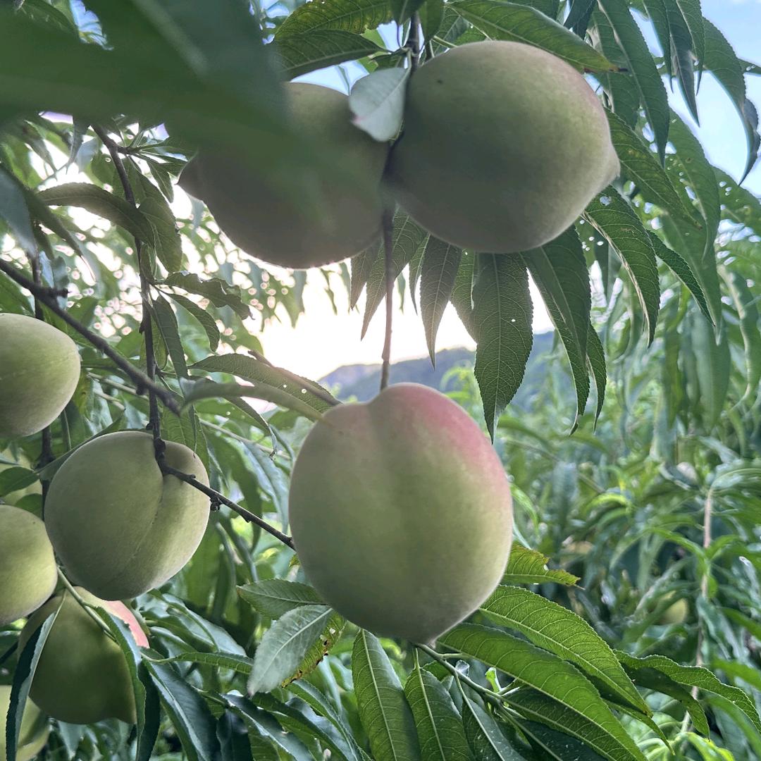 果然鲜果园（次日达）