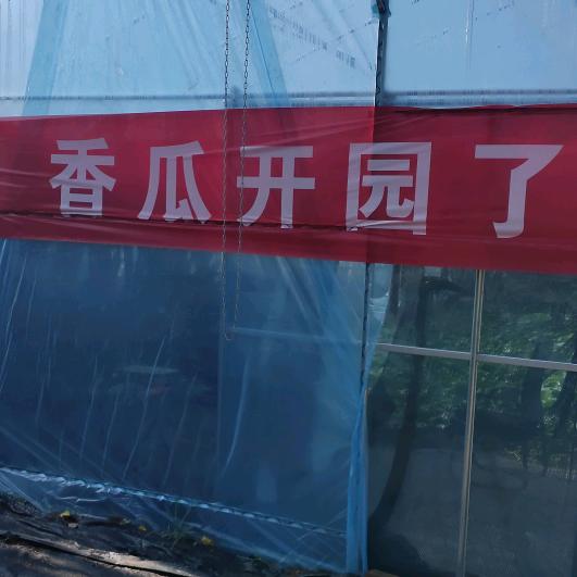釆摘香瓜