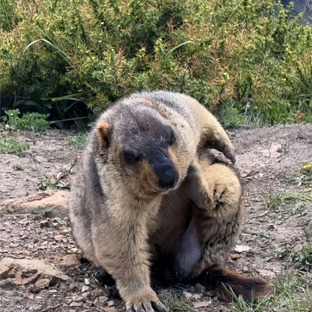 我爱吃西瓜（游戏主播）