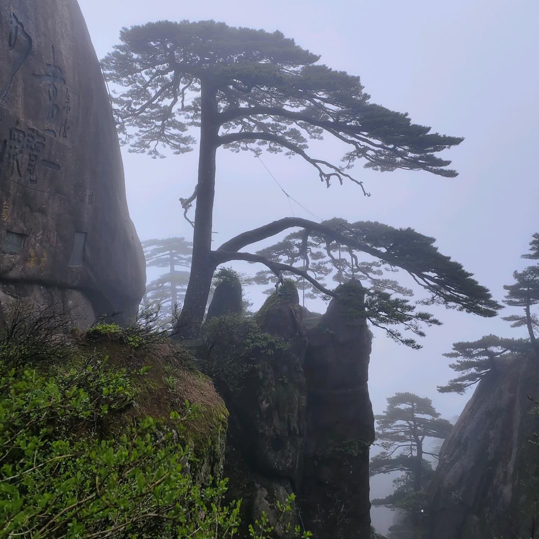 小马哥