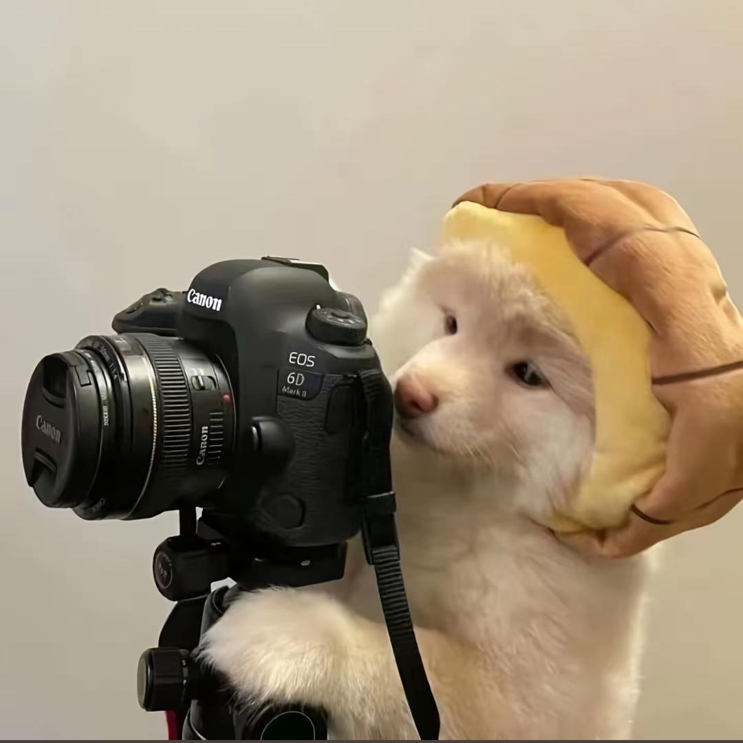 什么狗