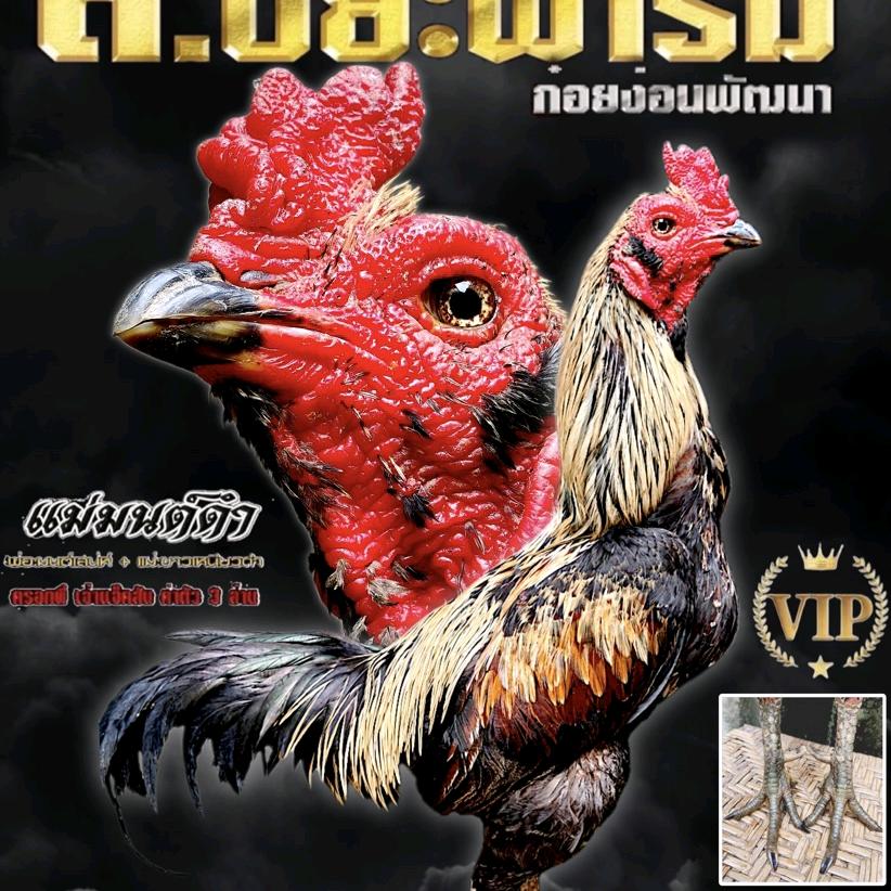 瑞ชนไก่