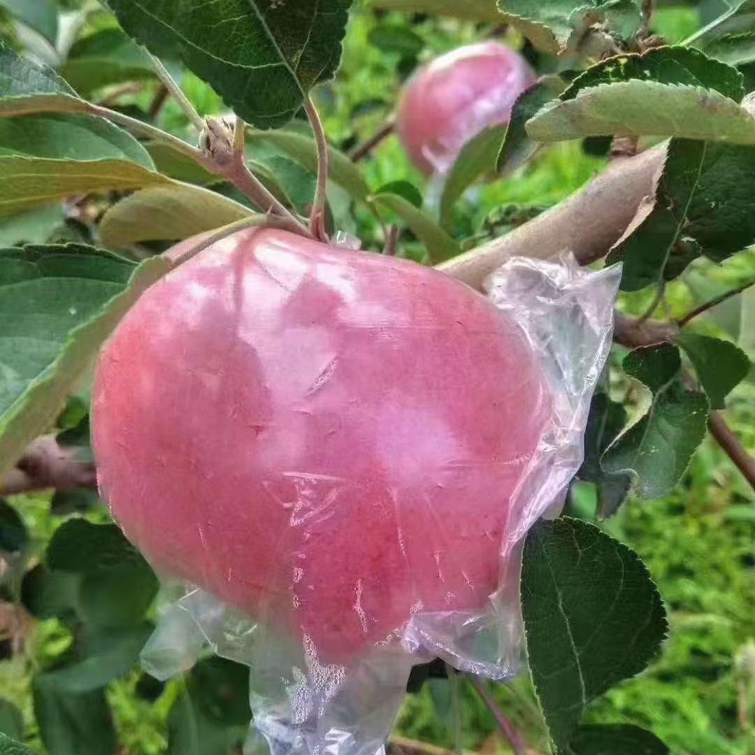 鲜丰四季运城水果店