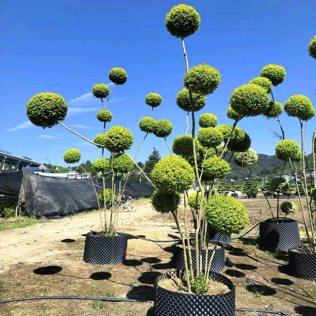 沙洲园林`🌲🌹王文文