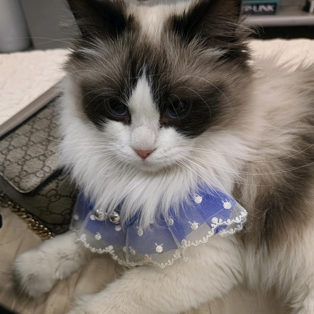 懒懒猫🐱