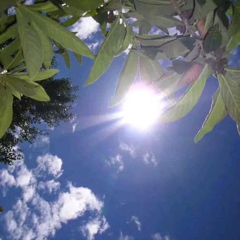 绽放的太阳