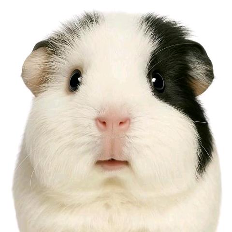 忧郁猪妞