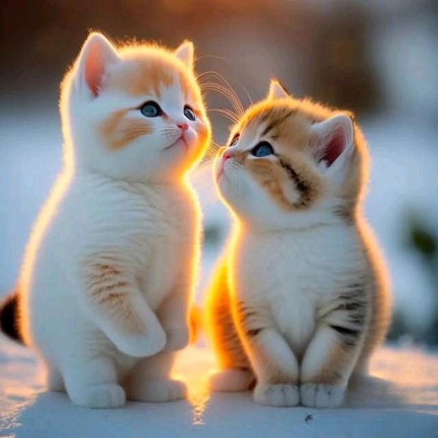 月亮不睡我不睡