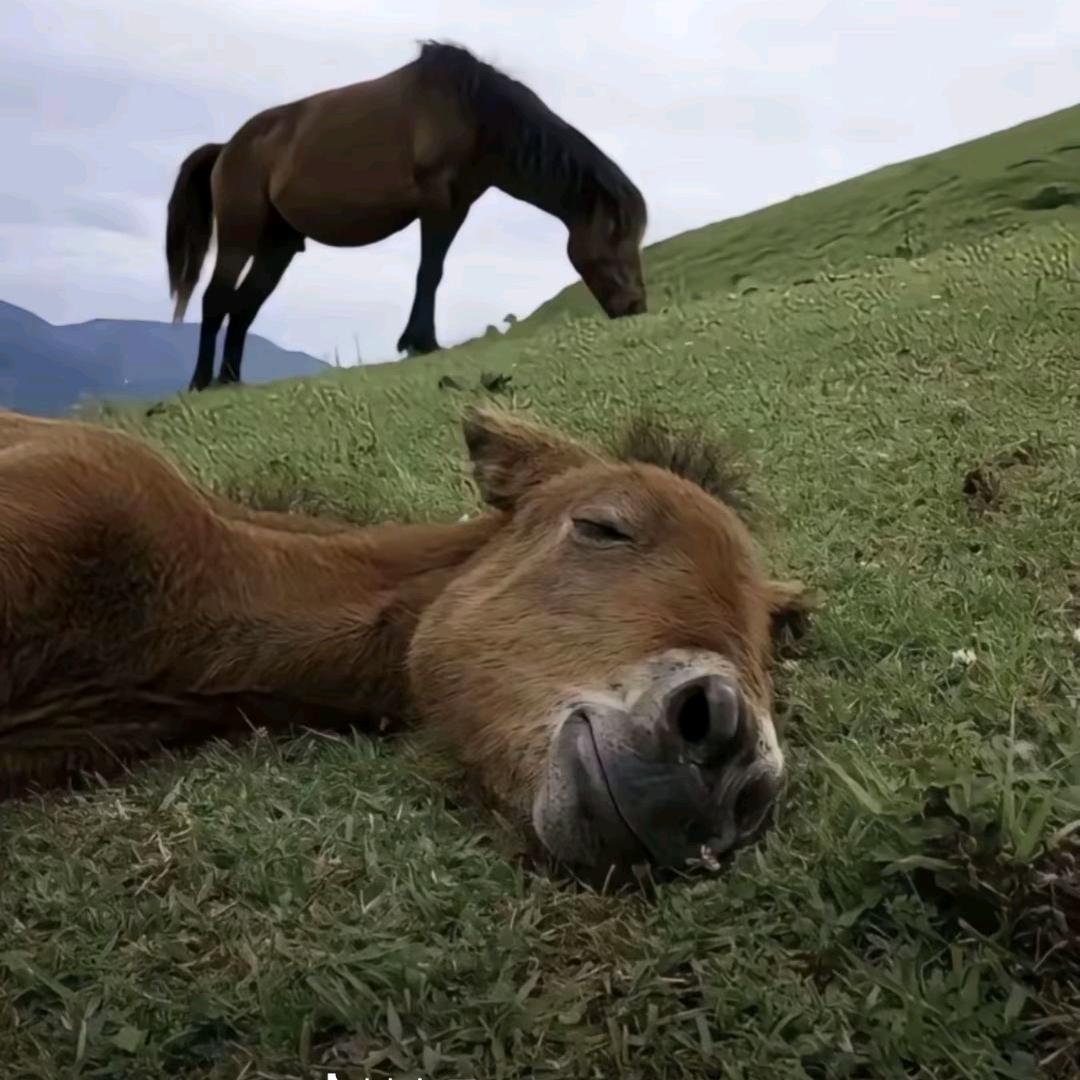 干代驾的大姐姐