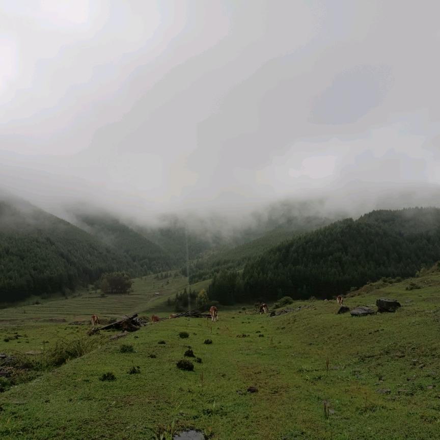懿鑫佳桦直播号