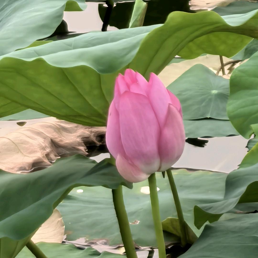 佳慧