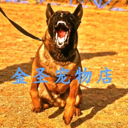 龙口金聖宠物训犬