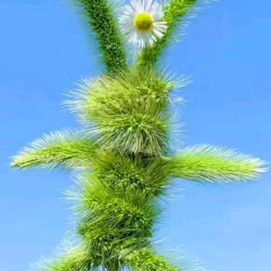 折翼的心
