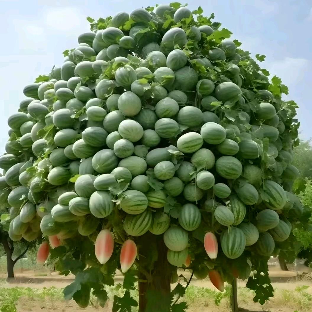 夜幕酒庄主理人(魔丸掌控者)