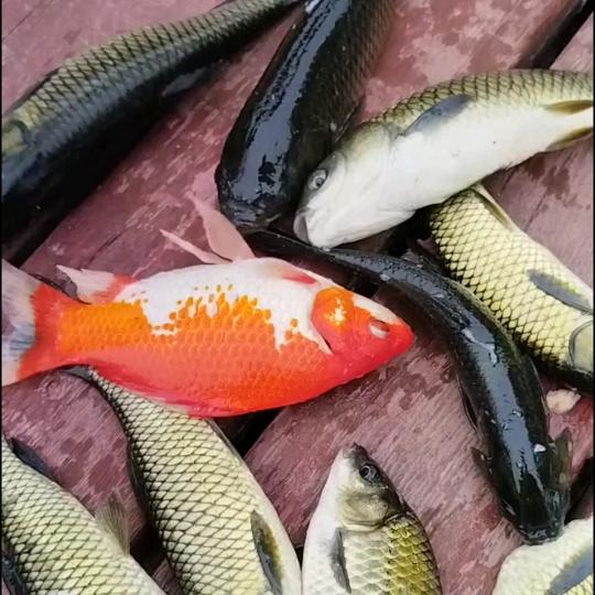 小马野钓（互）