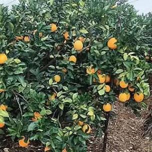 专寻乌蜜桔，脐橙