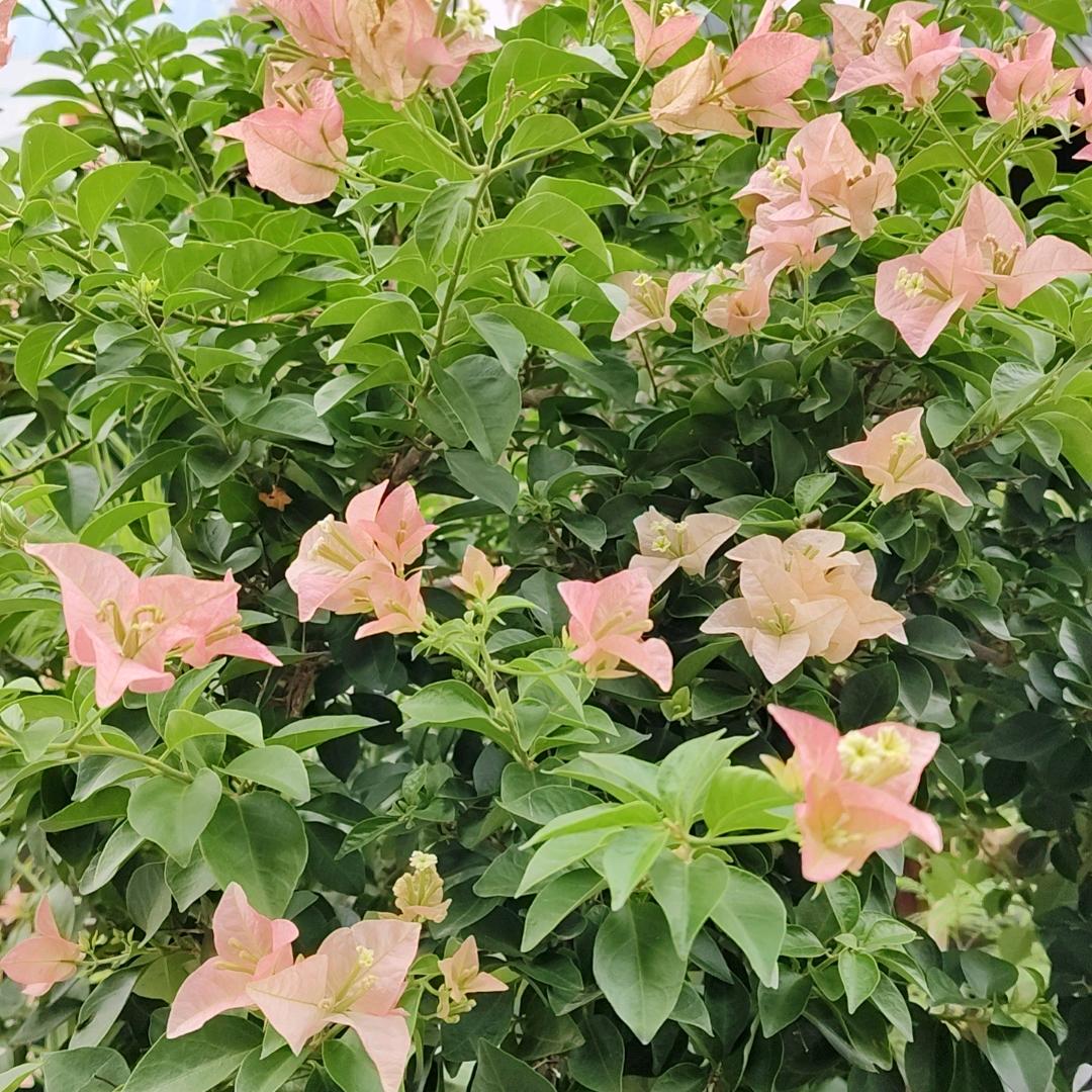 🌺🌷🍂❤️