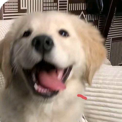 粽粽
