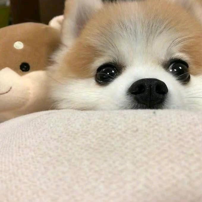 🥥椰椰菠萝包🍞