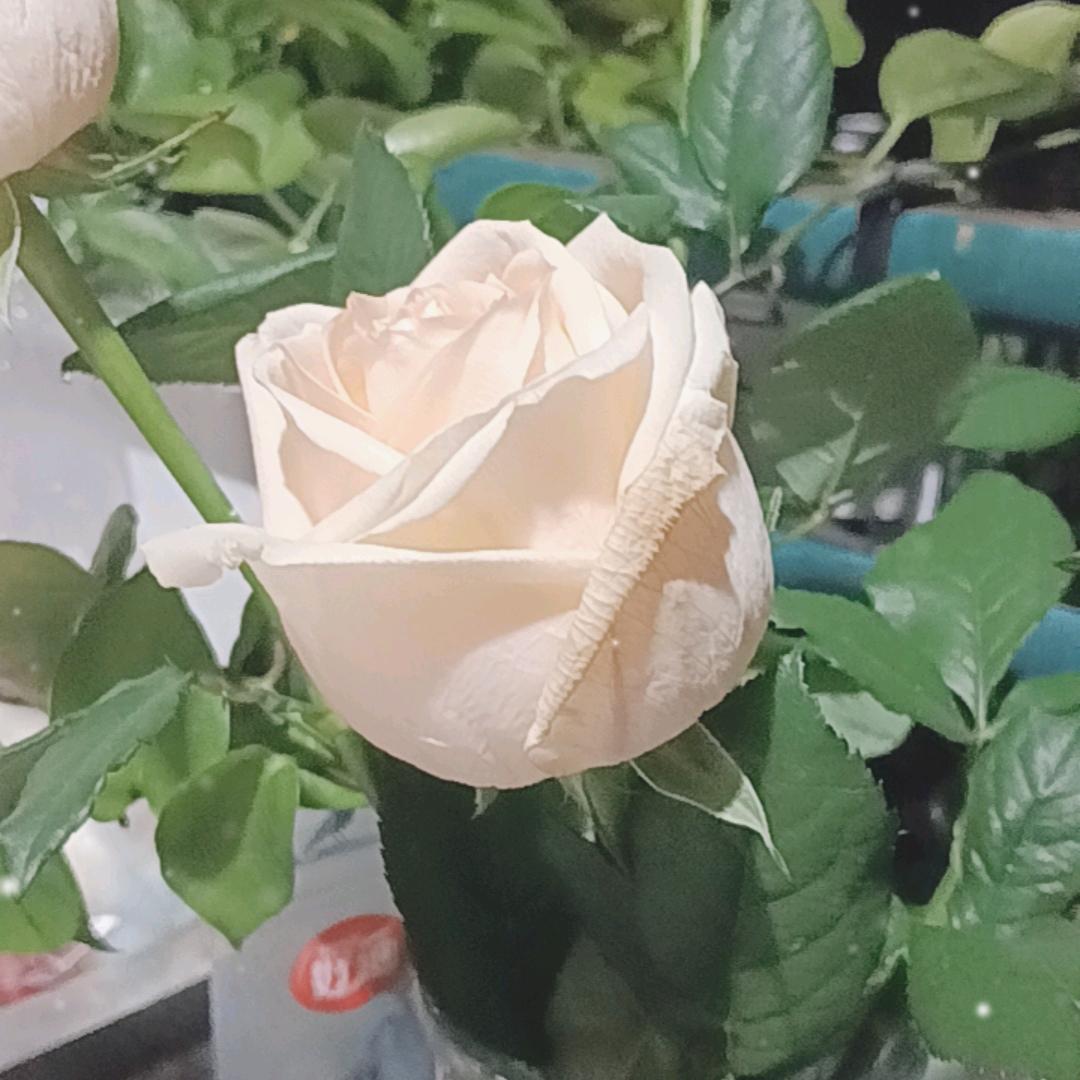 我叫陈吉光不叫豪哥