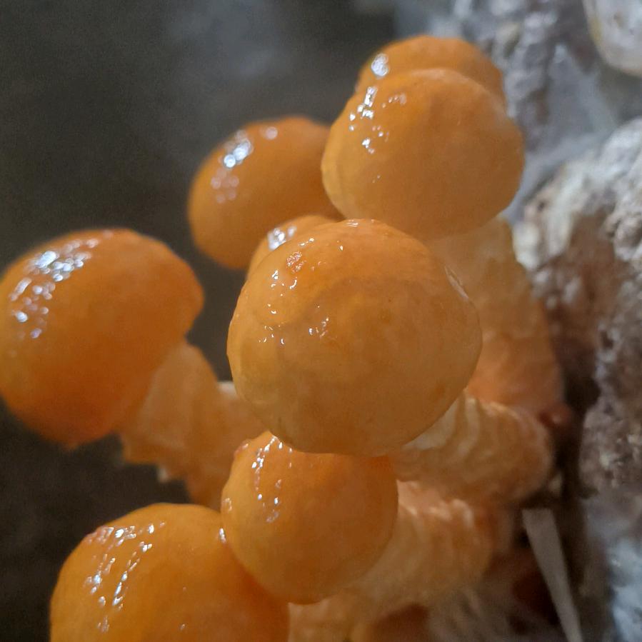 菌之稻
