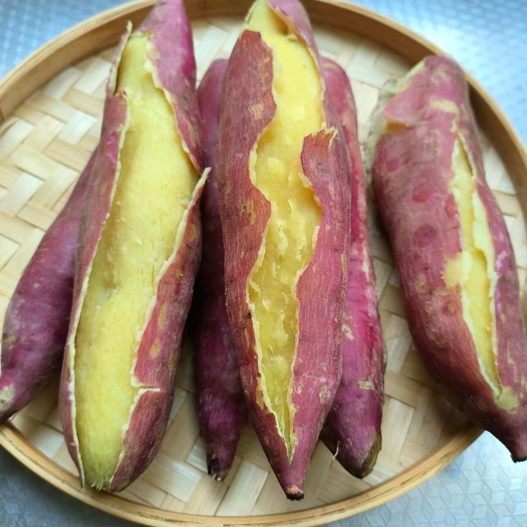 山东薯长
