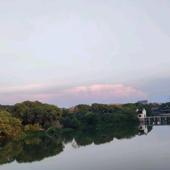 树懒