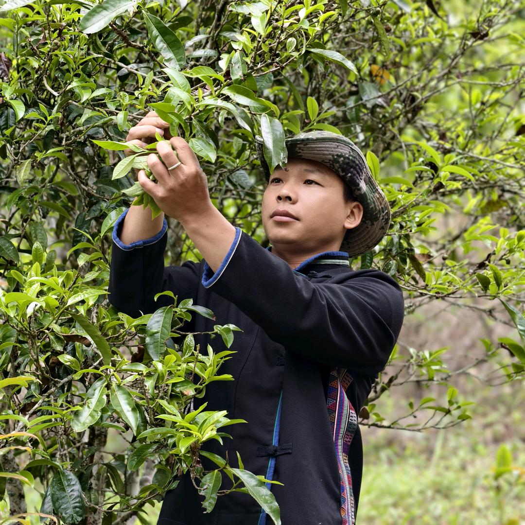 秘境宇临普洱茶