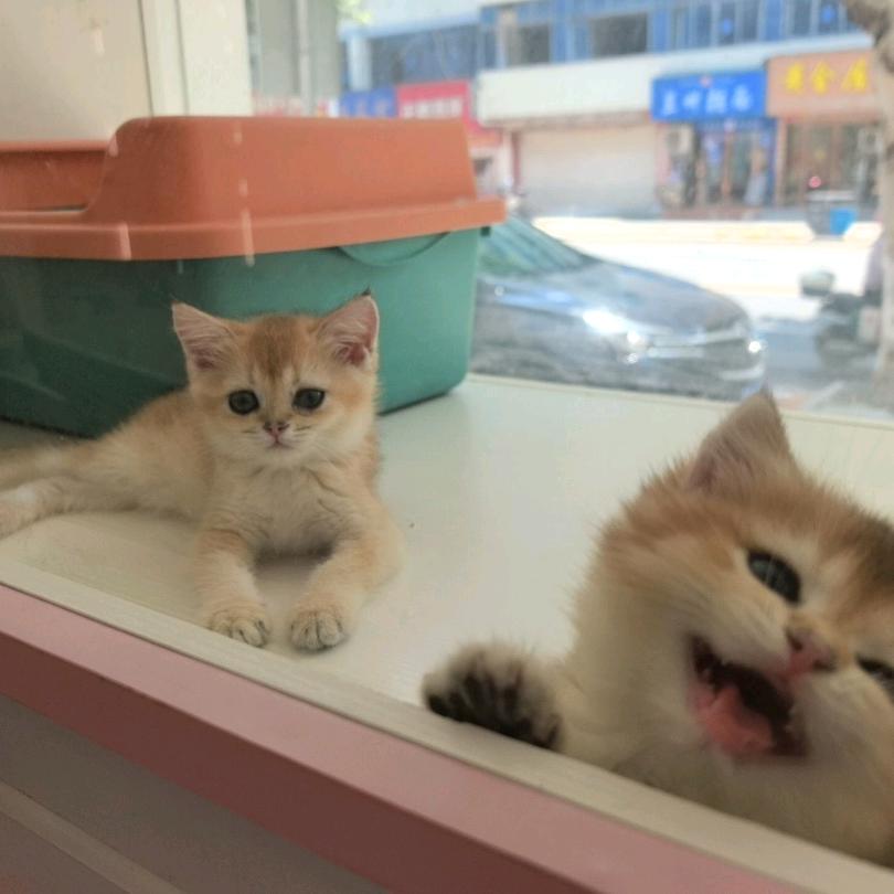 喵酱的拆卡日记