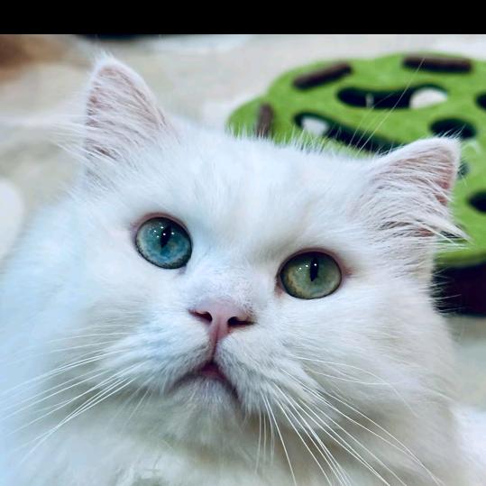迷。