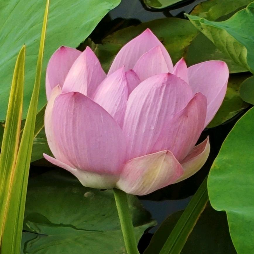 阿海