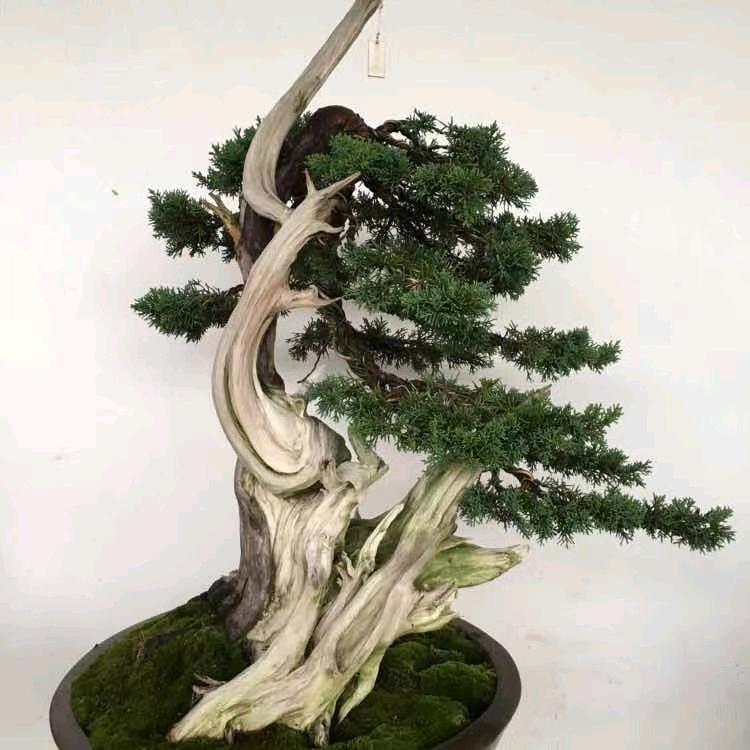 铭风园艺