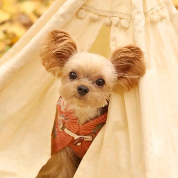 用户4155894076017秋水伊人