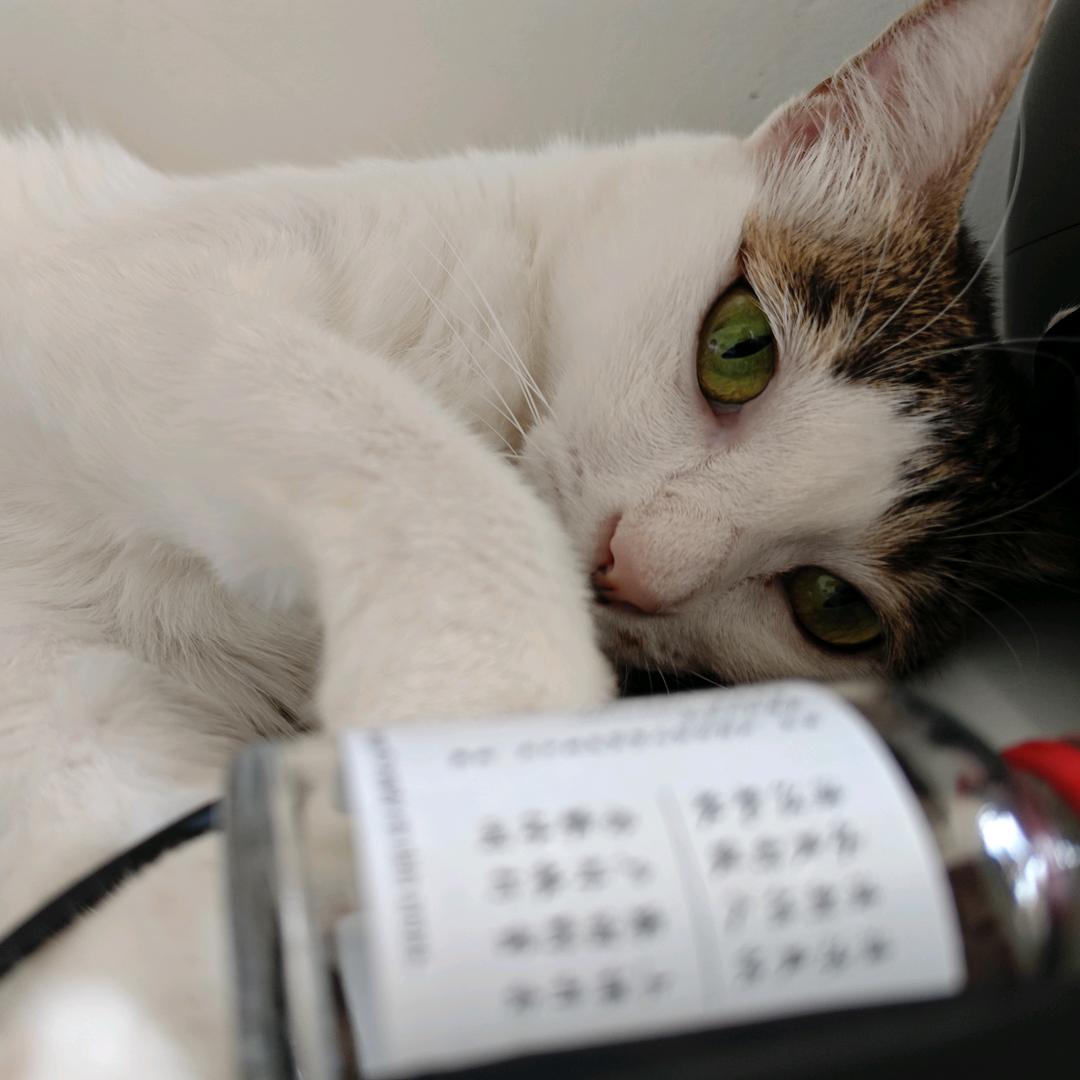 桃桃今天咬人了吗