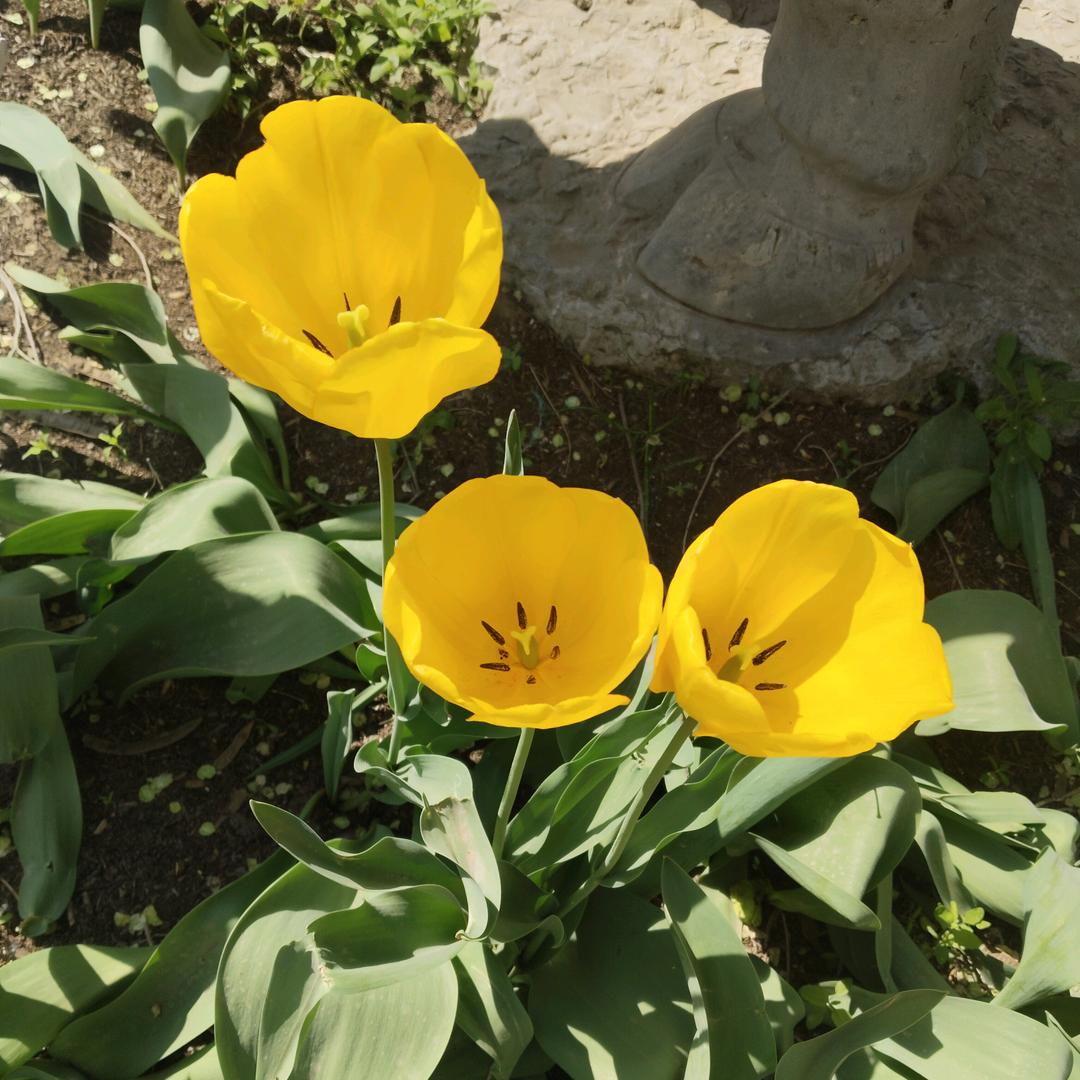 鹦鹉🦜🦜世界，美好的未来。