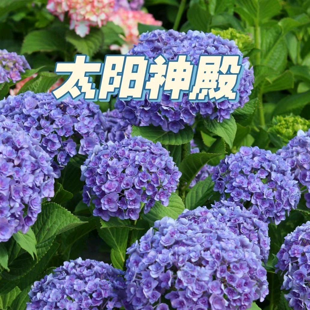 现代花卉园艺
