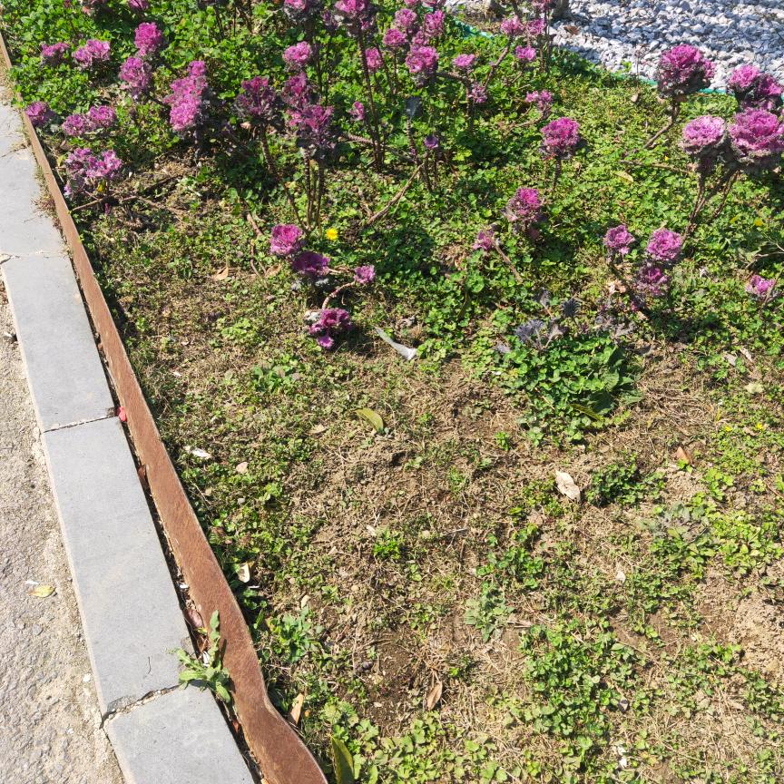 吉祥如意🌺🌺🌺🌺🌺🌺🌺🌺
