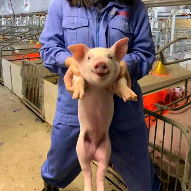 小成聊养殖
