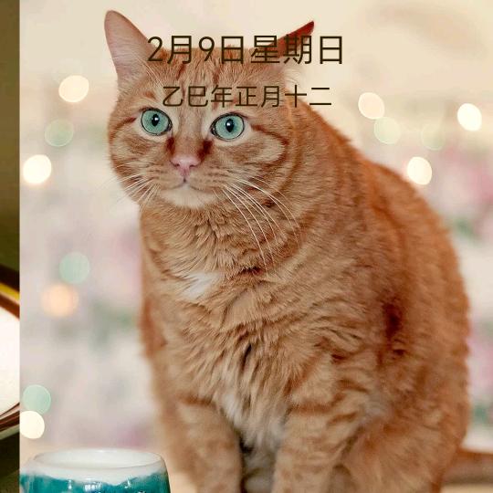 自由爱麻糍