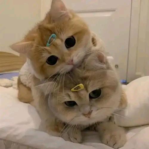 小野猫